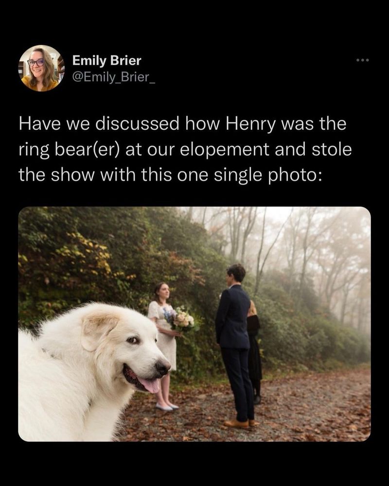 a screenshot of a tweet from Emily Brier that reads: "Have we discussed how Henry was the ring bear(er) at our elopement and stole the show with this one single photo." it's accompanied by a picture of a bride in a knee-length white dress holding a bouquet and facing her groom in a suit with only an officiant standing nearby. their dog, a big fluffy white guy, is sticking his head in from the left side of frame and looking directly at the camera with only his mischievous eyes.
