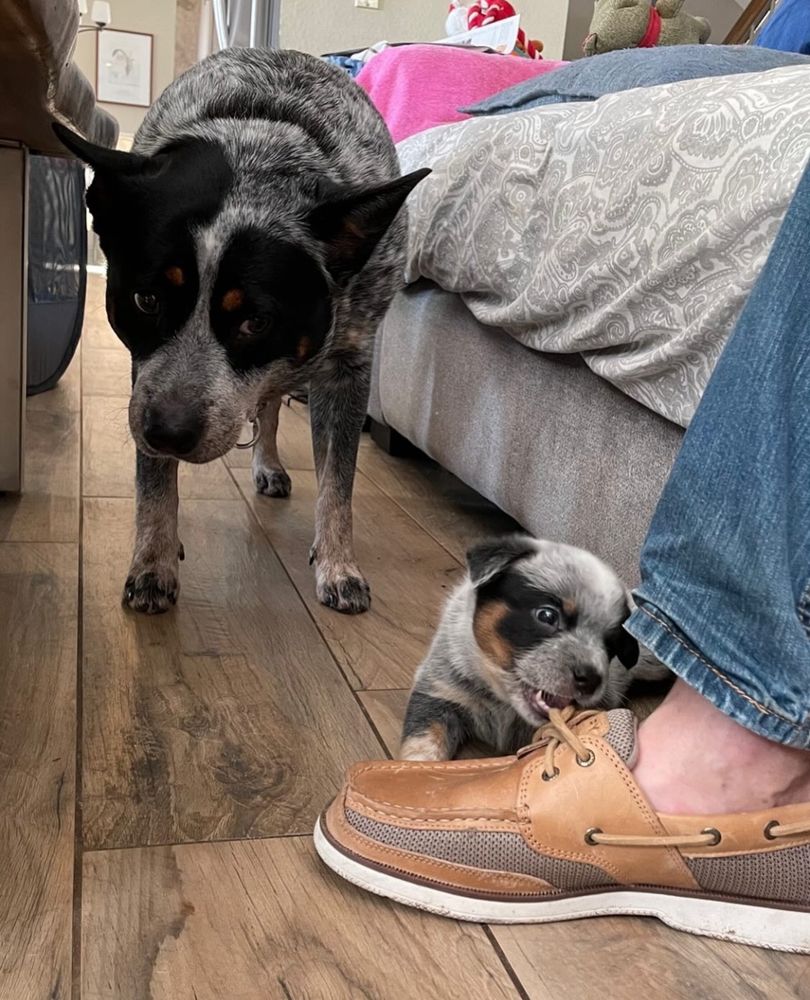 an australian cattle dog stands and looks on with a somewhat tired expression as a miniature version of herself chews gleefully on the laces of a person’s loafers. he is so small, and she is so exhausted.