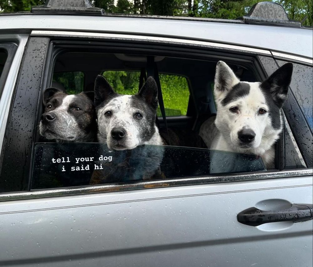 three cookies and cream dogs stick their heads out of the rear window of a silver car. the window is not completely rolled down, and it has a white 'tell your dog i said hi' sticker on it. you are now legally required to tell your dog these three pups said hi.