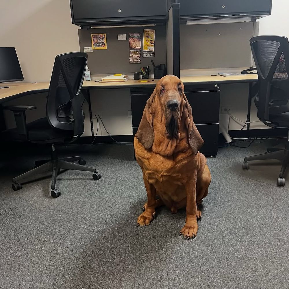 an enormous brown bloodhound sits at the short dividing wall between two cubicles. the one on the left has a few things pinned to a bulletin board, but the one on the right is sterile and empty. the dog’s face is one long drip of skin, framed by floppy ears that probably can, in fact, be tied in a bow.