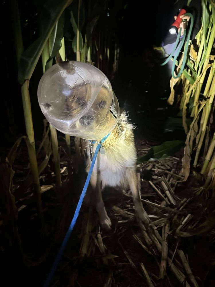 A flashlight shines on Dallas, who stands in a corn field at night with a large, empty plastic jar around caught around her head. 