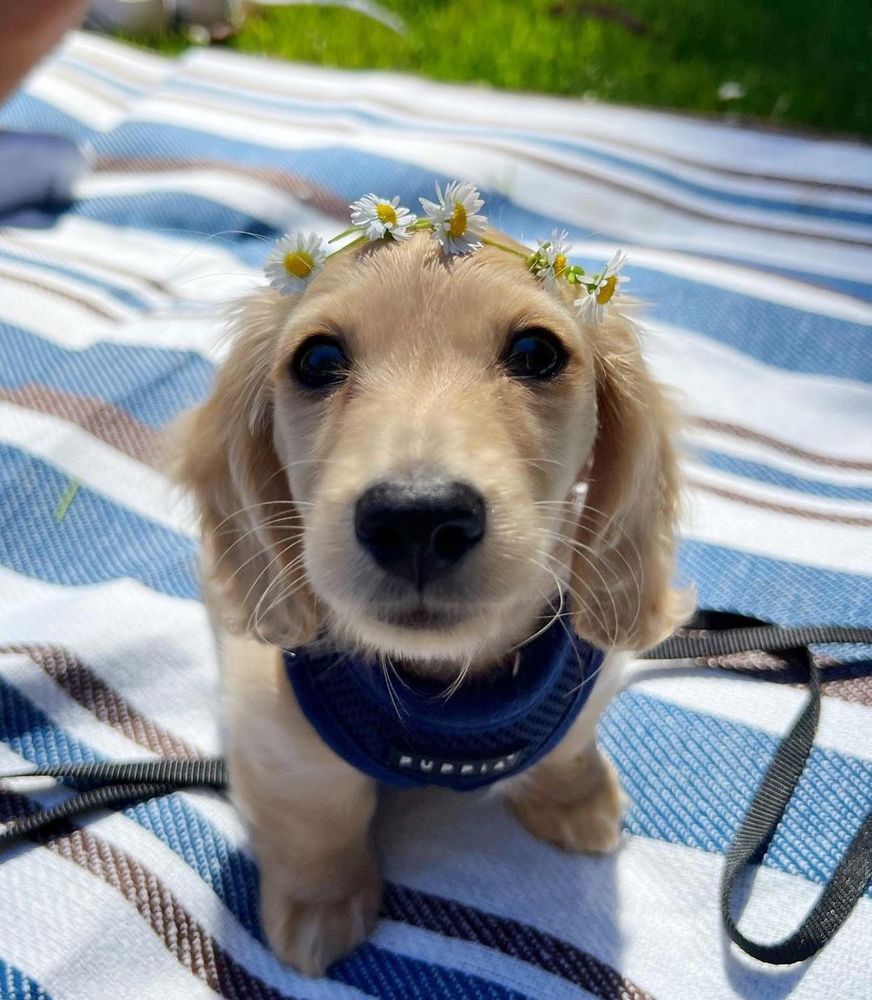 a blond baby dachshund sits on a blue and white striped blanket while wearing a coordinating dark blue harness. he has a crown of little white daisies balanced atop his noggin and a look of undeniable power in his eyes.