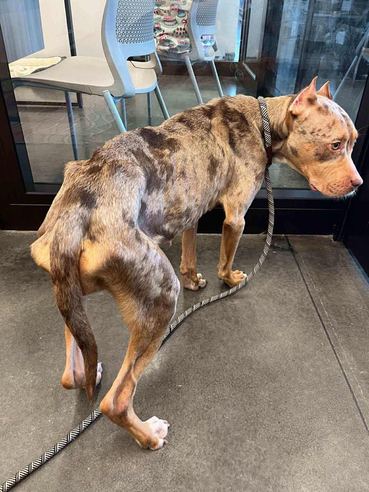 an emaciated merle pit bull stands with her hind end closest to us. her ears are docked, and almost all of her bones are strikingly visible. from just the profile of her face we can tell that she's scared and fragile.