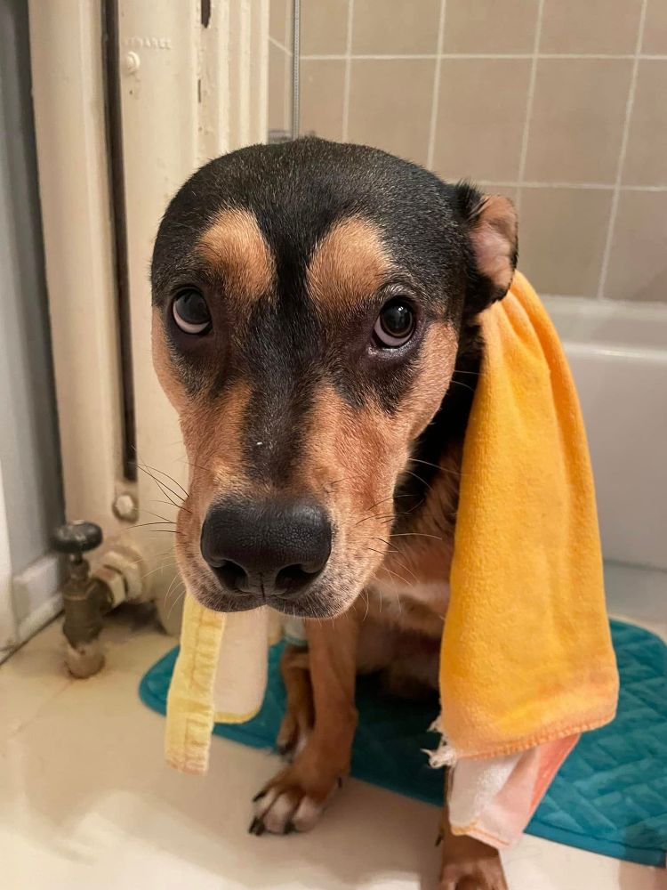 a much more repentant ferdie sits on a teal bath mat with a towel slung over his shoulders. his ears are pinned back and his face is downcast, with just his eyes looking back up at you
