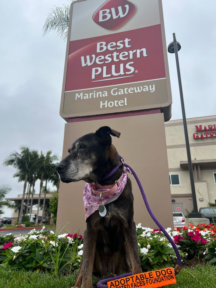a black senior lab with a gray snoot sits in front of a Best Western. she's wearing a pink bandana and poses majestically, looking off toward the left. she has a leash cover that reads, 
