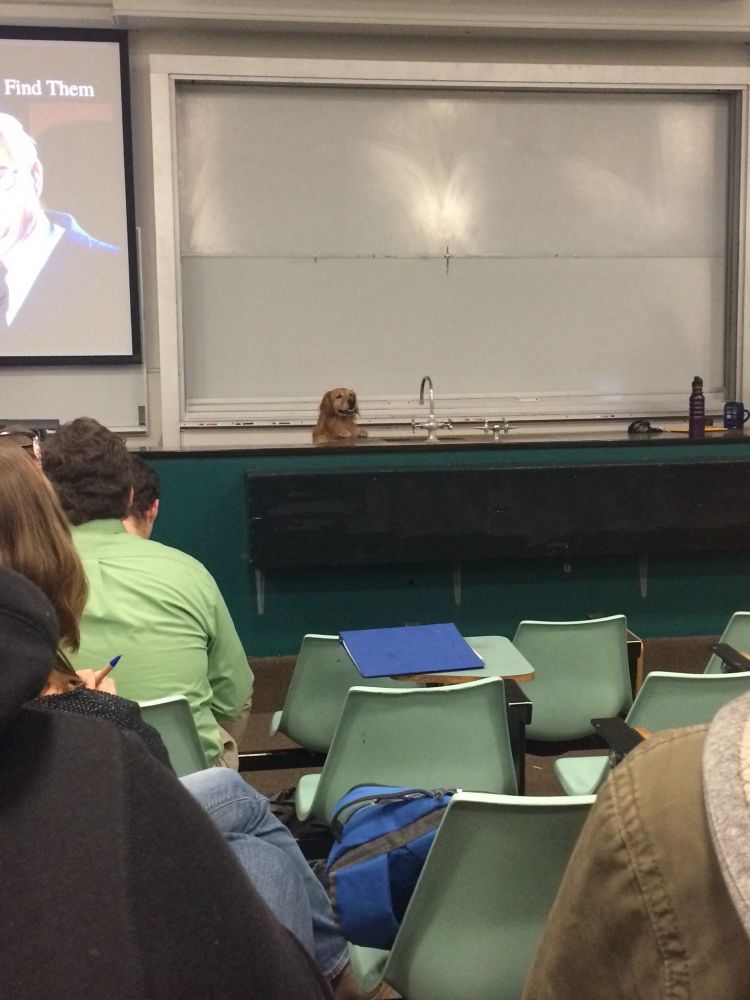 a photo taken from a few rows back in a college lecture hall. there’s a golden retriever standing on their hind legs with their paws resting on the long table at the front of the room. the whiteboards behind them are blank for now, because they’re going to need a lot of room to explain.
