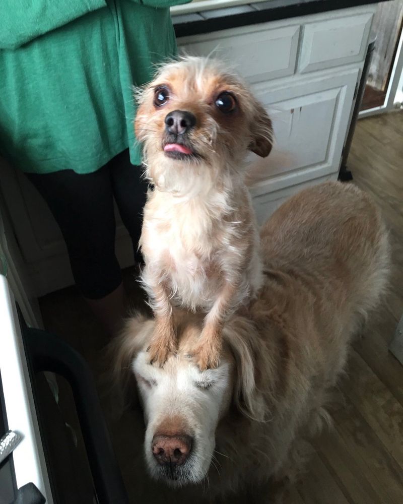 a small, tan, scruffy dog is perched on the back of a senior golden retriever. Bella the little pup, has her paws placed on Hank the golden's forehead, pushing his skin down so his eyes are closed. Bella's tongue is out and her eyes are wide. seems like she's preparing for a treat, and Hank is used to the arrangement.