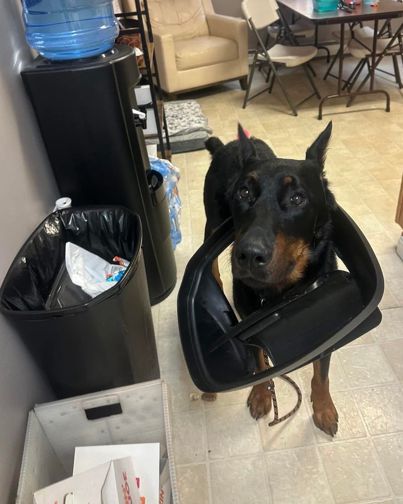 a black dog standing next to a black trashcan and looking up with large innocent eyes. the lid of the trashcan is wrapped around the dog's neck, as if he stuck his head through it and it got stuck there. super weird, we're sure there's a perfectly good explanation for his current predicament.