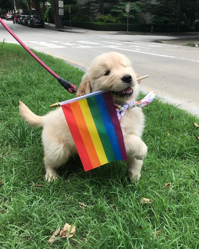 a golden retriever puppy on a bright pink rope leash prances through some tall grass. he’s wearing a brightly patterned bandana around his neck and is carrying a miniature six-stripe pride flag in his mouth. his front right paw is raised mid-stride, like he’s ready to hop into a pride parade at any second.