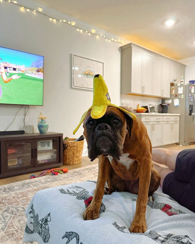 a brown boxer sits on the edge of a couch with a stuffed banana toy on her head like a hat. she looks at the camera with wide puppy eyes and a big frown. she finds her situation quite unappeeling.