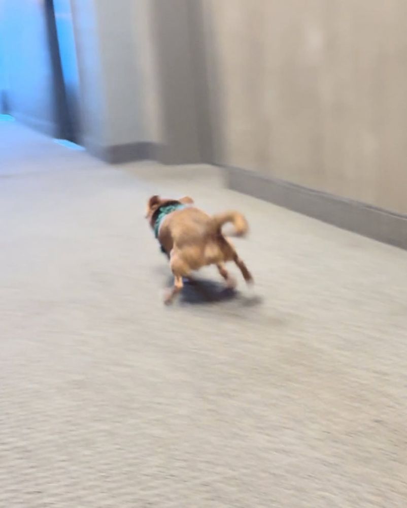 a glance at the chihuahua running from behind. his back legs are wide and his tail curled over on itself almost. there’s no other word for it: he’s skedaddling.