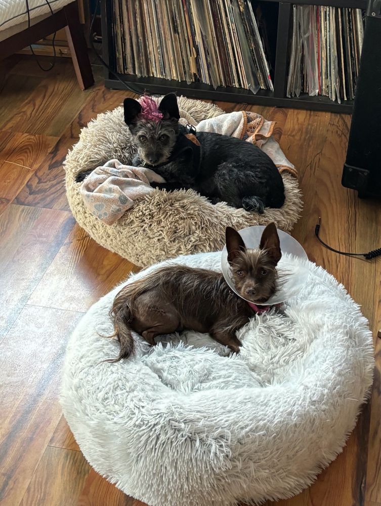 a brown dog with pointy ears and a cone around her head lays in a white fluffy round bed. next to her is dark grey/black dog with a pink tuft on their head laying in a round fluffy beige bed. both dogs stare into the camera.
