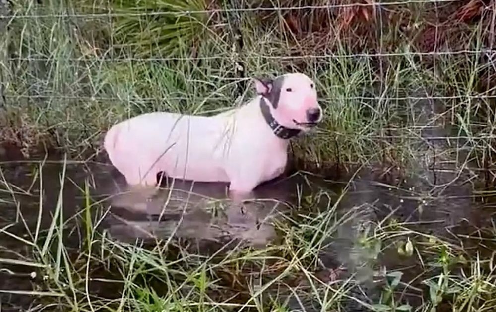a white and brown dog is standing waist deep in murky flooded waters and chained to a fence
