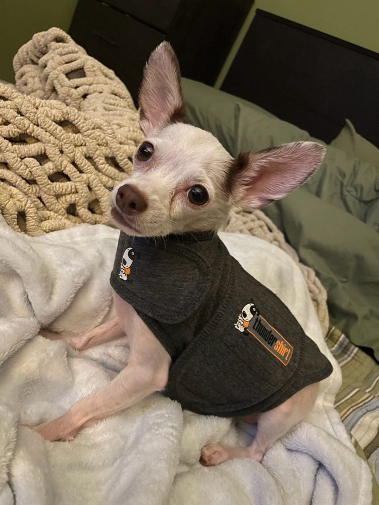 a white chihuahua sits on a bed and looks at the camera, his large ears standing straight up. he's wearing a gray vest that's wrapped snugly to his body. a logo on the side reads, 