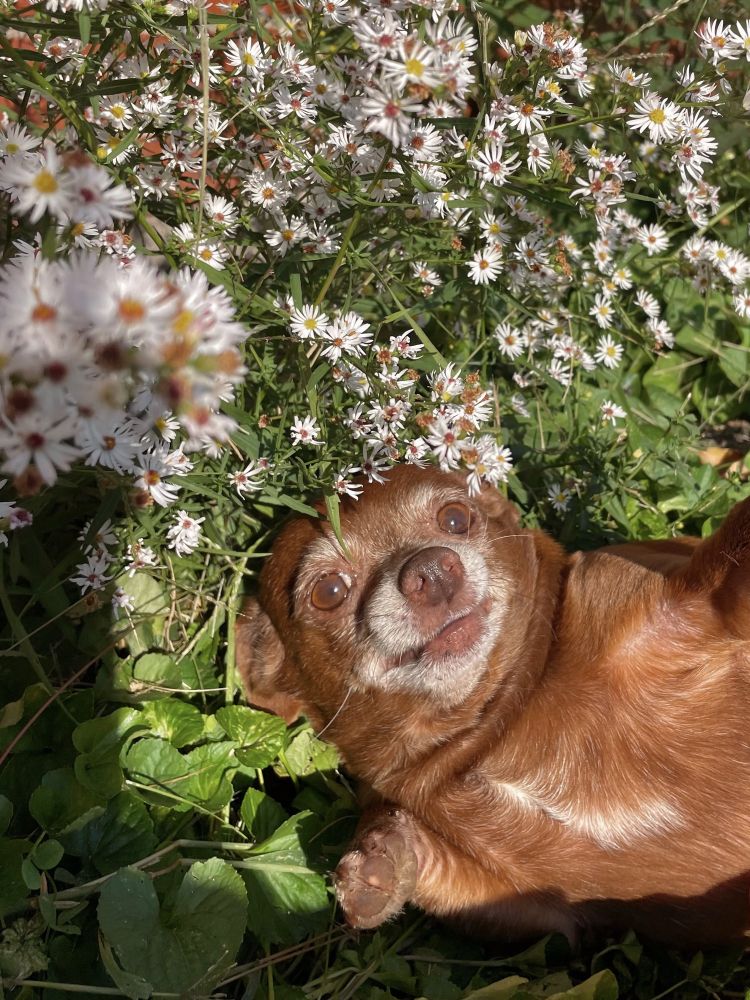 a brown chihuahua with white snout and eyebrows lays on his back with his paws in the air. he’s surrounded by little white flowers and lush greens, and he’s basking in some sunshine. the photographer’s shadow fills the bottom edge of the frame