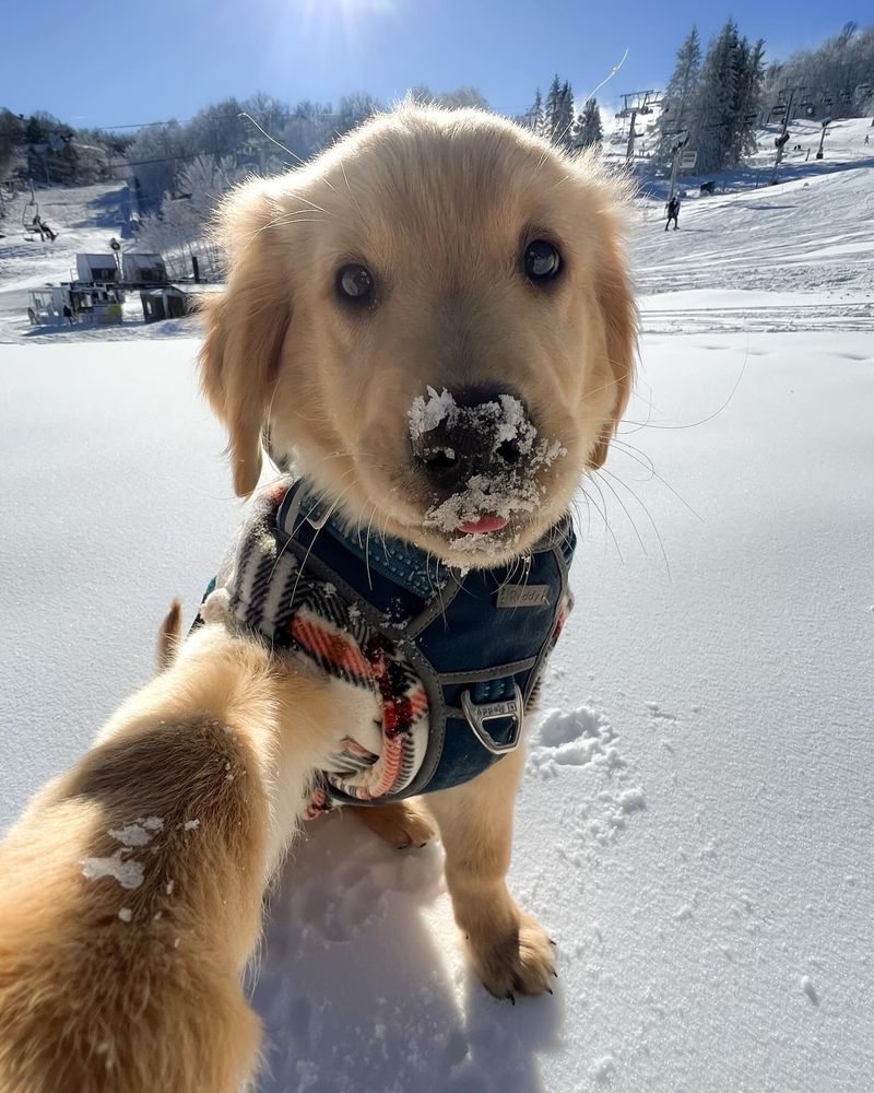 a golden retriever pup sits on some fresh snow beneath a clear blue sky. he’s holding one paw at the bottom left corner of the frame as if he’s taking a selfie. he has on a plaid vest and a dark blue harness, and, it must be said, has a bunch of snow glued to his little black nose. he was measuring with his snout. he’s sticking the tiniest tip of his pink tongue out, either because he’s concentrating or he’s about to lick all the snowflakes off his face.