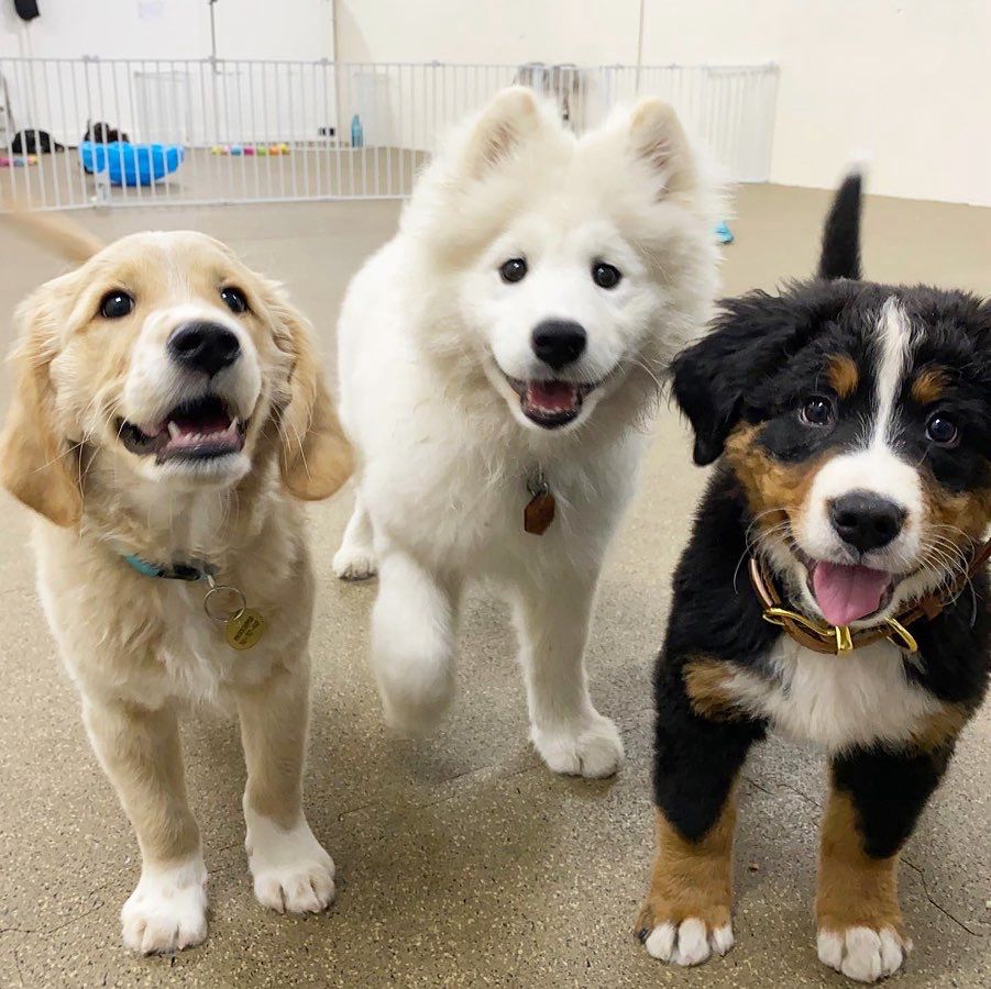 three puppies stand next to each other. all three of them are looking at the camera with their mouths open and puppy eyes activated. the one to the far left is blonde with a teal collar. the one in the center is white and fluffy with one paw raised. the one on the right is black, white, and brown. despite their differences in appearance, they're all incredibly adorable.