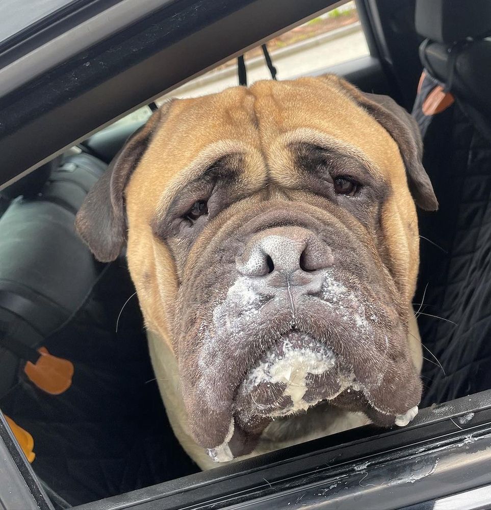 a big mastiff looks at the camera from his backseat car hammock. his exceptionally wrinkly face is brown with dark brownish accents around his ears, eyes, and snout. his nose and mouth are dripping with white whipped cream, and there’s a smear of slobber on the window frame below his jowls too.