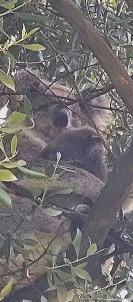 a super zoomed photo of the baby koala and their mom high up in a tree. the adult koala holds onto her joey and looks down at the camera with what we would like to think is appreciation for caring for her baby. 