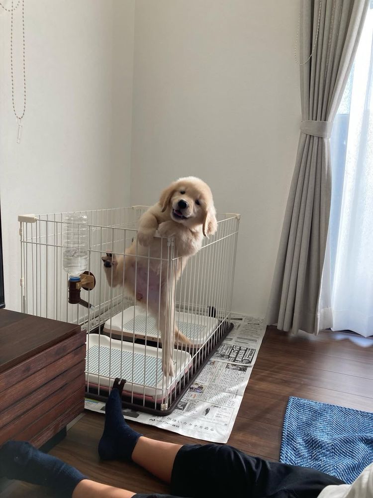 a golden retriever puppy is scaling the wall of her crate. her front legs are draped over the top holding herself up, while her back right toes are gripping onto a bar of the crate. she realizes she's been caught and tries to play it cool with a casual smile. we would be remiss to leave out that she has a hamster water bottle attached to the side of her crate.