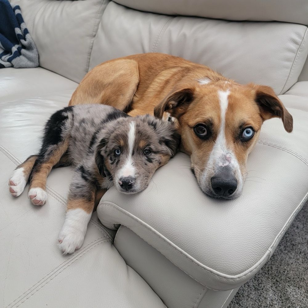 two cute dogs spoon on a light leather sofa, with their chins propped up on the armrest. the big spoon is a brown dog with a stripe of white up the snout, and the little spoon is a mini australian shepherd puppy whose fur is gray and black with little splotches of brown on his ankles and eyebrows. he has a coordinating white stripe on his snout (to match his white socks), and the dogs have inverted versions of heterochromia: Yeti has a blue left eye and a brown right one, while little Ripley has a brown left eye and a blue right one.
