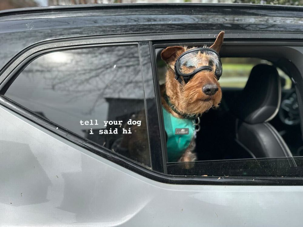 a brown wire-haired pup wearing doggles and a teal vest sticks her head out of a car window. one of her ears stands up, while the other is flopped down against the door. on the window next to her is a "tell your dog i said hi" sticker. after you tell your own dog that Bevyn says hi, go ahead and shop the last day of our merch sale at weratedogs.com! every order comes with a free sticker.