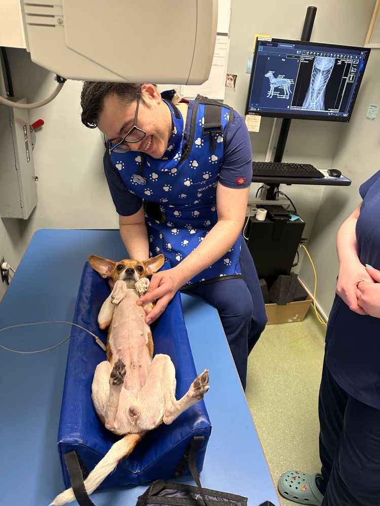 lux the pup lays on her back in a little blue hammock so she can get some imaging done. a person in glasses and a protective vest is sitting on the edge of the table and leaning over to give her some extra loving for being such a patient patient.