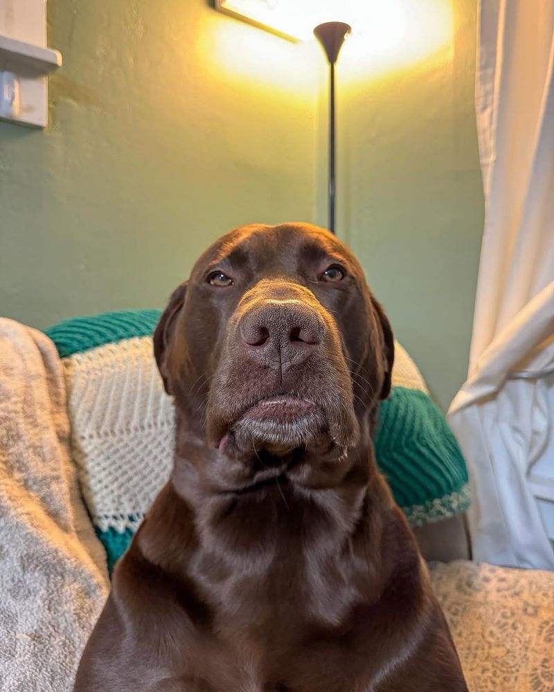 a brown dog sits on a couch and stares at you with his mouth closed. he is not upset, he is just extremely disappointed. 