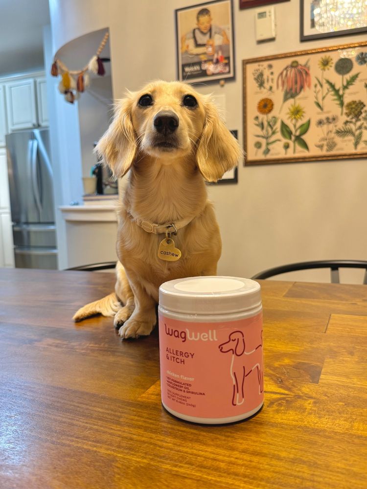 a photo of a long-haired Dachshund named Cashew, sitting on a wooden table staring up at the camera. there is a pink container placed in front of him labeled, "WagWell Allergy & Itch Chews.