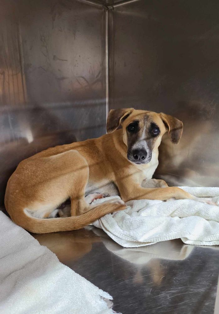a brown dog with large dark eyes sits in a steel kennel on a white towel. it seems as if she's looking at the camera, but she's blind in both eyes, so presumably she's heard the person holding the camera.