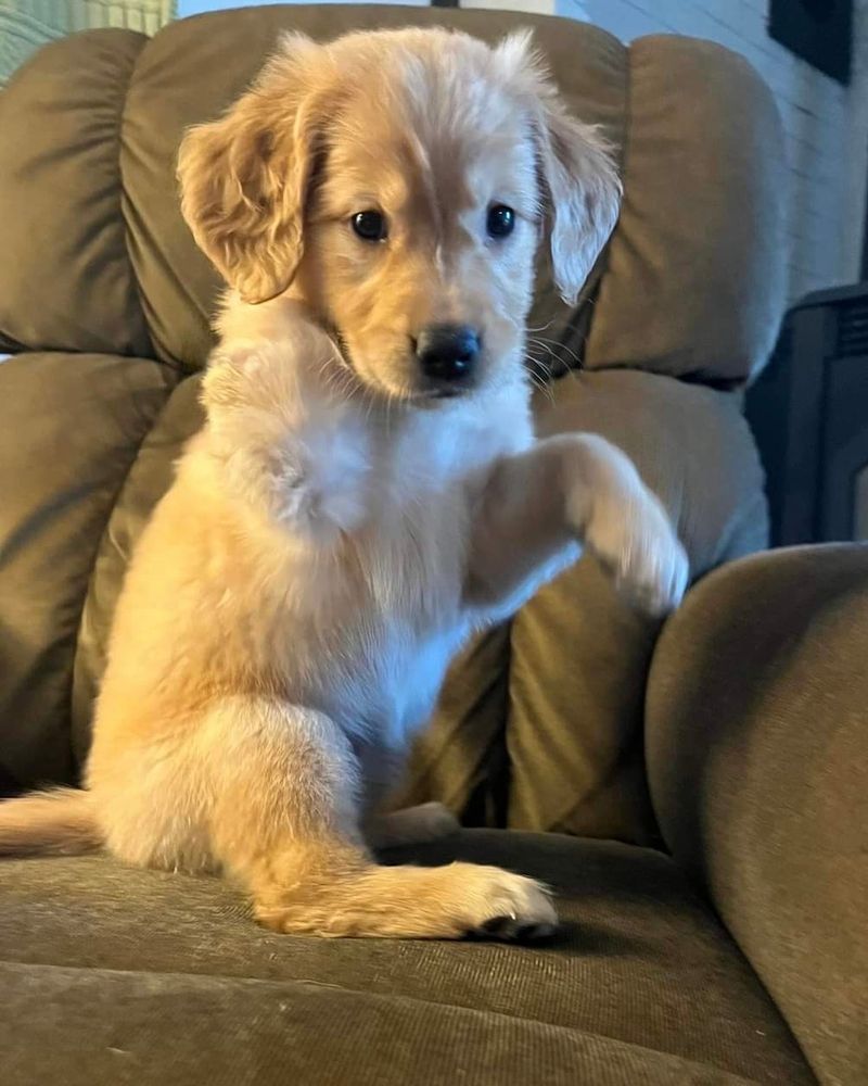 a golden retriever puppy sits up on her booty on a plush brown armchair. one of her front legs is missing its paw, and she has the other lifted up in a bent-arm posture. she could absolutely be a t-rex if you ignore the soft fluffy fur and cute floppy ears.
