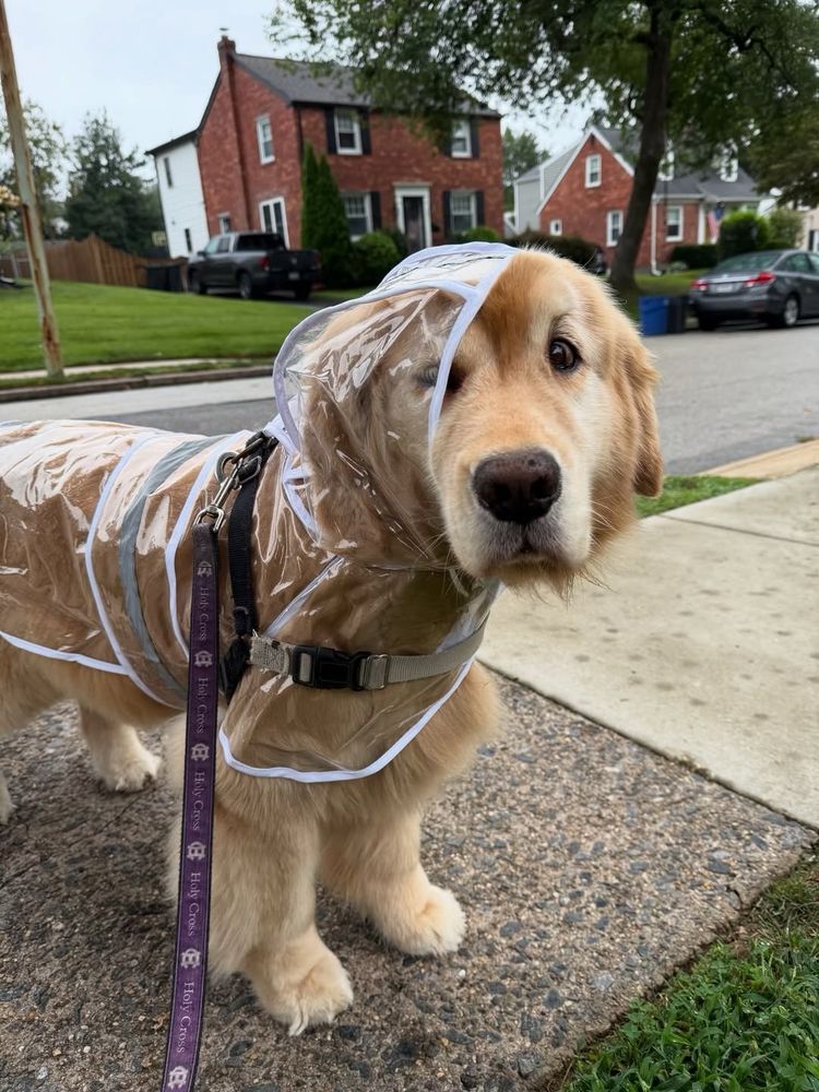 the golden in the clear raincoat has turned his head slightly, so that only one ear and one eye are actually covered by it, and the rest of his face is exposed to the elements. his expression is a cross between “are you kidding me” and “you will be hearing from my attorneys.” we expect quite a ruckus when he gets that inevitable bath later, seeing as how only two-thirds of his body is actually going to remain dry.