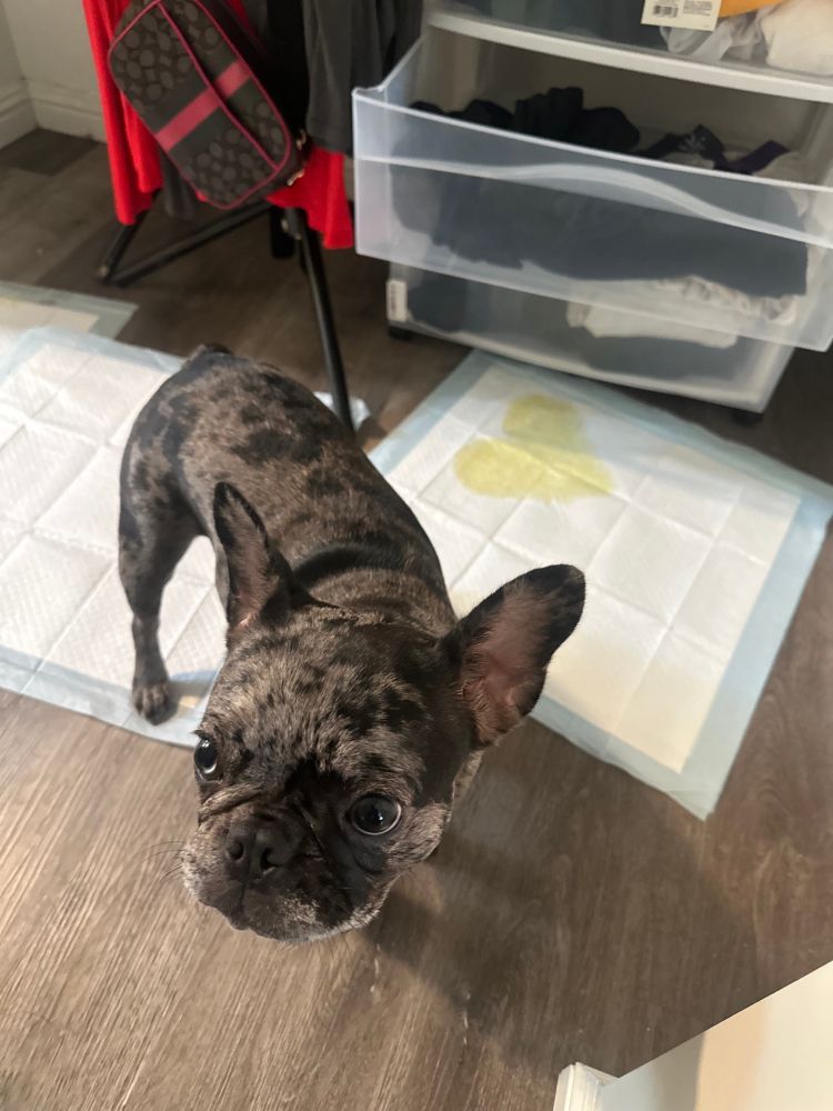 a gray brindle puppy stands in front of two pee pads. one of them has a yellow puddle on it. the puppy looks up expectantly and wants to know what you think of her work.