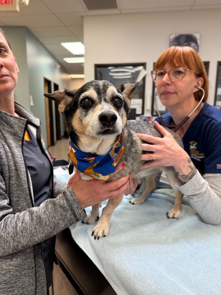 a senior dachshund mix stands on an exam table as two people hold him from either side. one has a stethoscope in their ears so they can listen to his heart. the pup is wearing a very dapper bandana.