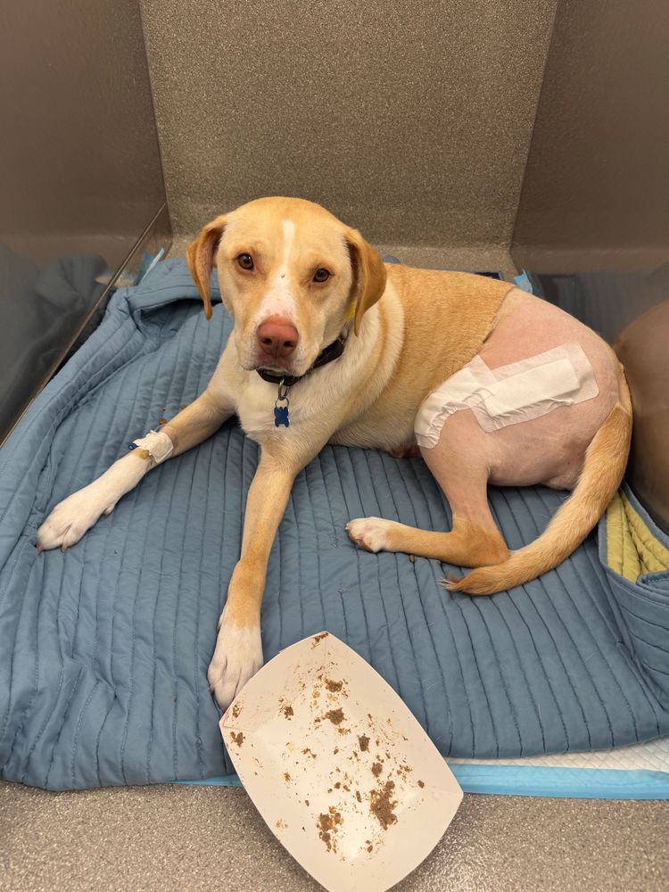 a blond and white pup named Sandy looks up at us from inside a vet kennel. her left hind leg is shaved from surgery and bandages cover it and her right front leg. an empty tray of dog food is also in frame. 