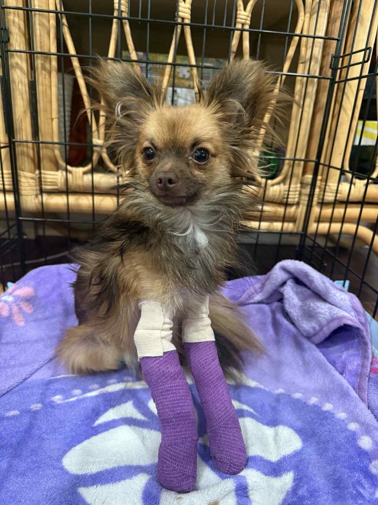 the fluffy pup sits up on a purple blanket. his front legs are splinted for support and wrapped in purple and white bandages. his legs look extra long in the wrapping.