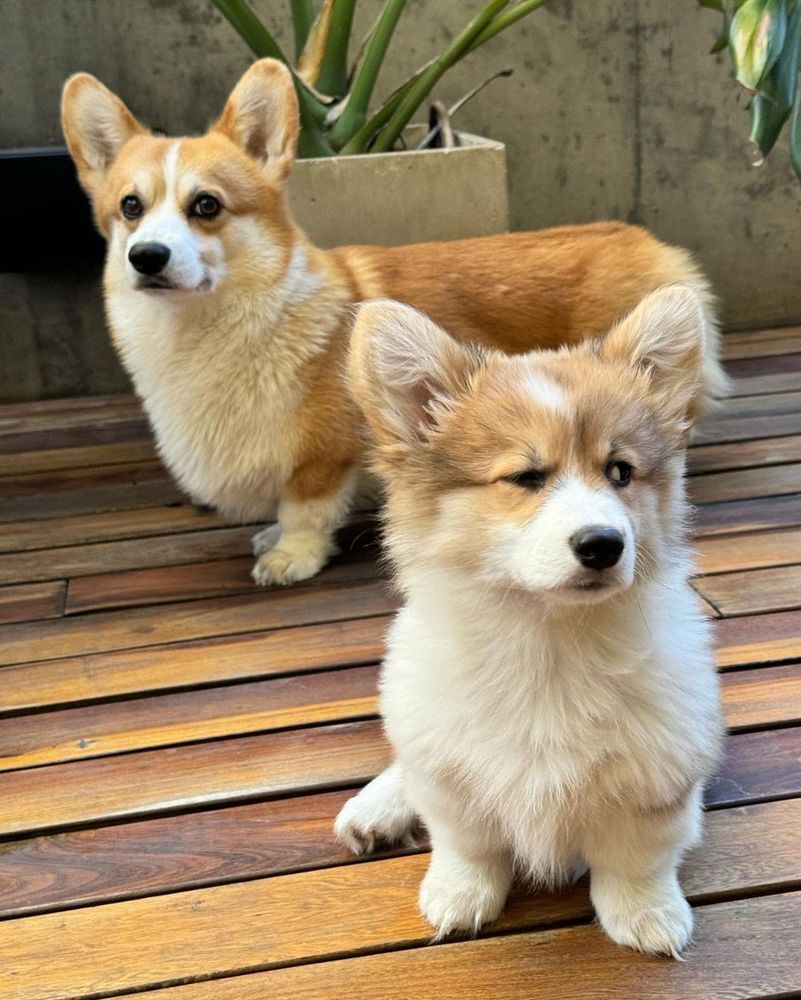 two corgis are in formation on a wooden deck. the older one stands in the background and looks directly at the camera, while his little sister sits in the foreground and looks out of frame with a skeptical glance, one eye squinting closed and the other furrowed slightly in concern.