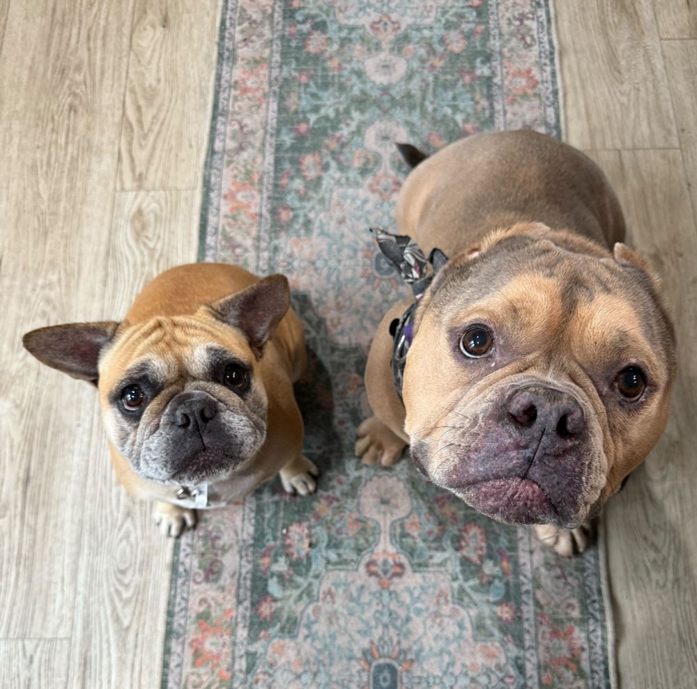 Harlie and her new sibling stand side by side on a carpet. they look up at the camera with similar expressions, friends already. 