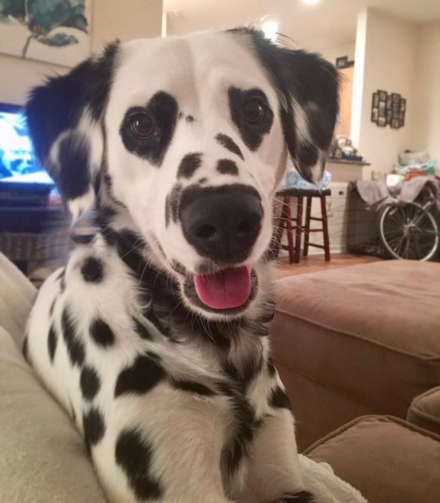 a fully grown dalmatian is leaning on a blanket on a couch. he’s smiling with his tongue hanging out a little bit. he has two heart-shaped dots on his face, one on each eye, making him the dog version of the heart eyes emoji.