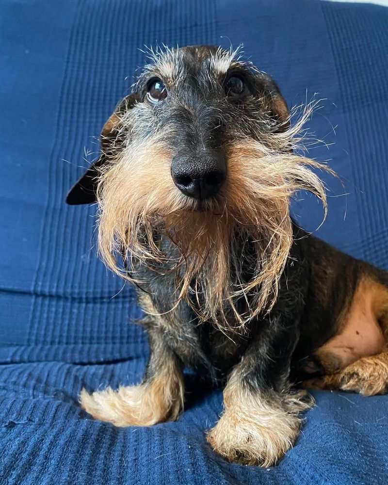 a black and tan wire-haired dachshund sits on a blue sofa and looks up above the camera. his beard is an asymmetrical swoosh of coarse blond hair, and his eyebrows spring up like two more little accent sprouts. the tufts atop his feet are extra grinchy and magnificent.