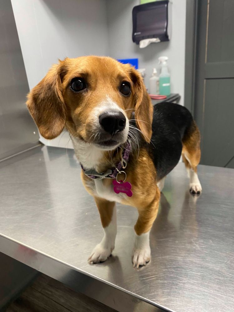 a beagle mix stands and poses on a vet’s exam table, her brown face turned slightly. she has little white fur socks on each foot and a pink, bone-shaped tag on her collar.