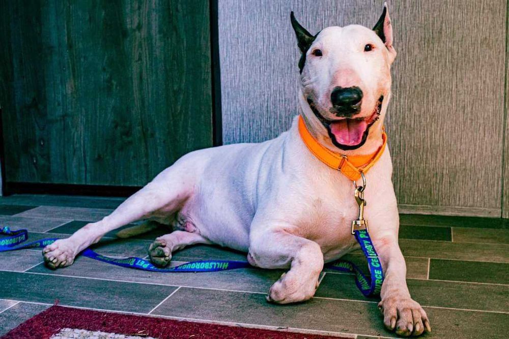 dog thats white in color with brown ears lays down with a smile on the floor as they look into the camera