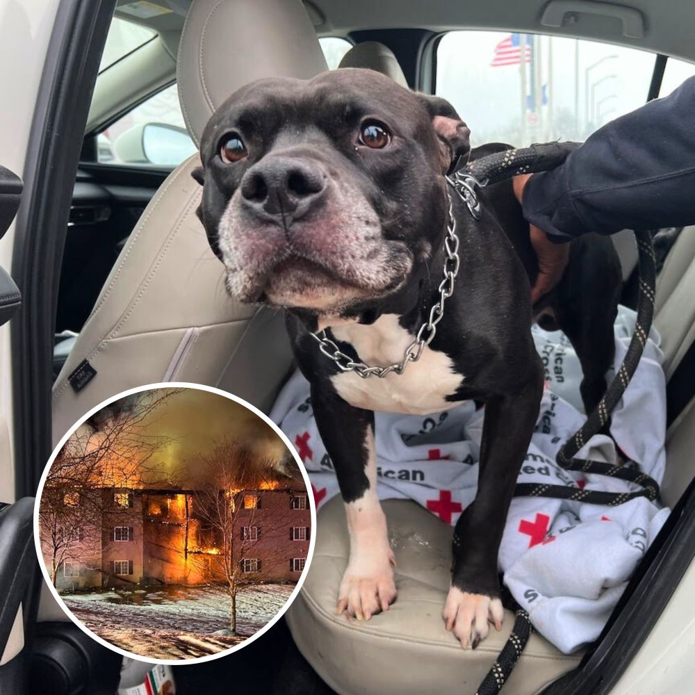 a black and white pit mix with large brown eyes and a graying snoot stands in the back seat of a car. there's an American Red Cross blanket behind him, which looks like he had previously been wrapped in. he looks at the camera with a humble expression. an inset photo of an apartment building consumed by fire, smoke billowing from the roof.