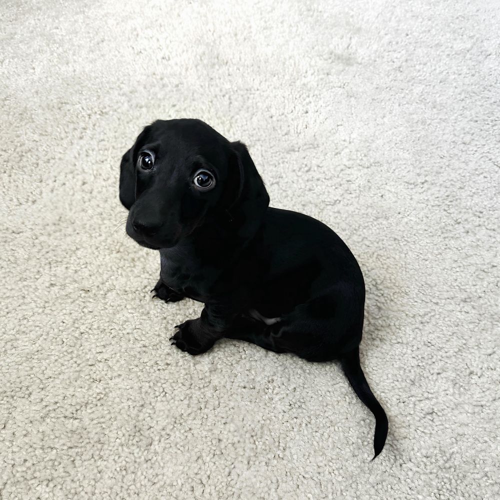 a solid black dachshund puppy sits on some white carpet and looks up at the camera. the pup’s fur and the photo’s contrast combine to make it impossible to see any distinguishing features of the puppy’s body; he’s just one little vantablack splotch in the middle of the frame. only his little brown eyes sparkle with a few reflections of the light around him.