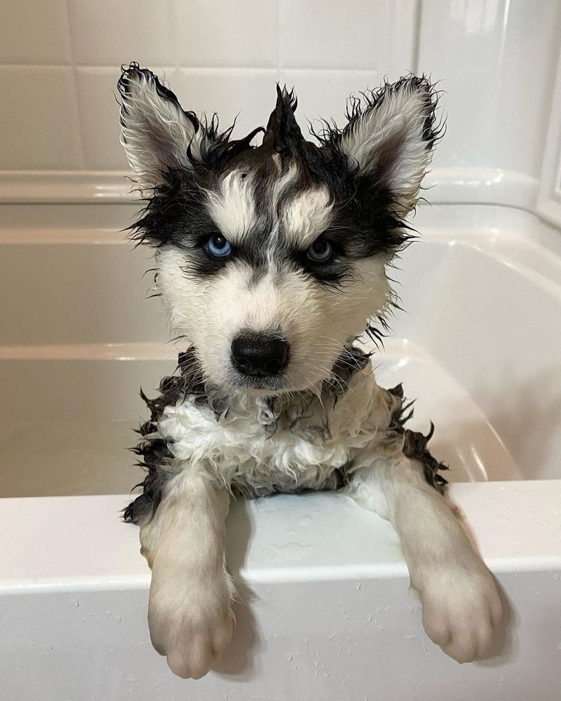 a very wet black and white husky puppy glares at you from his perch in a bathtub. his front paws are hooked over the lip of the tub, and his fur forms little damp tufts all over his face, ears, and chest. the black fur on top of his head has been pushed into a faux hawk. his icy blue eyes look exceedingly stern, and there is no hint of a smile on his lips.