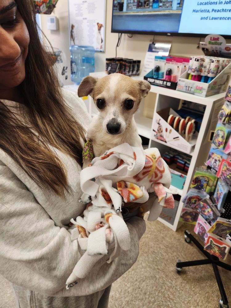 a person holds a small chihuahua wrapped in a fleece blanket. the pup has a mostly tan head with a white strip down her face. her ears are droopy and she has a colorful bandage on her right leg.
