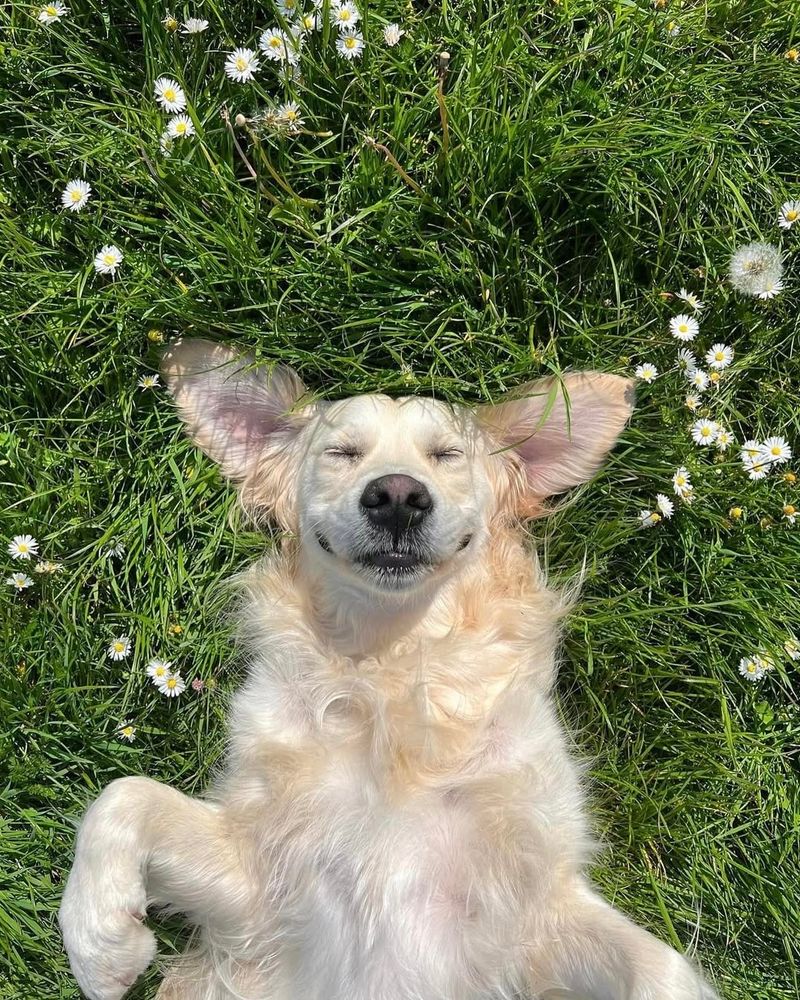 a cream golden retriever lies on his back in a field of grass. small white flowers and dandelions are sprinkled around him. his eyes and mouth are closed, but he's smiling and soaking in the sunshine.