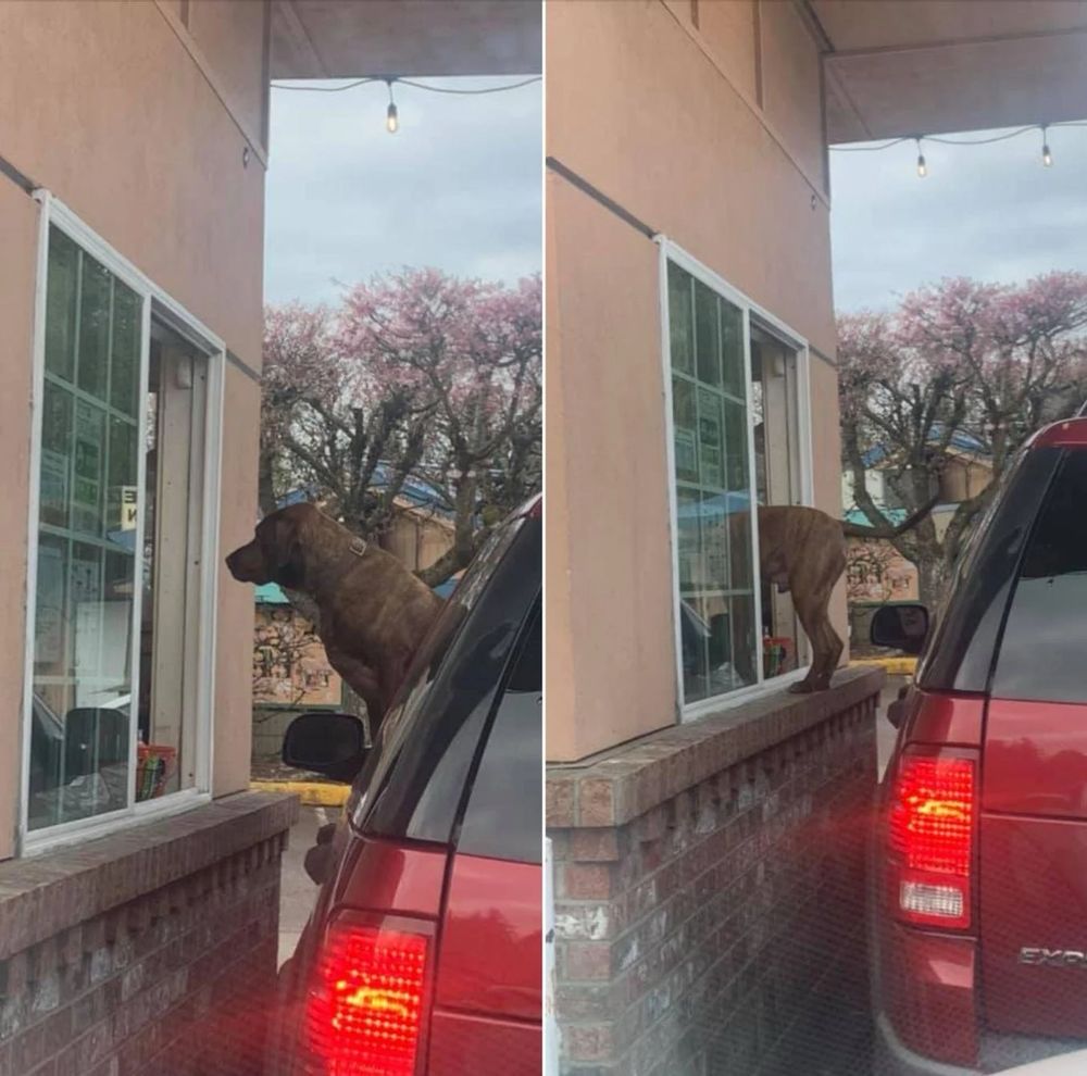 two photos side by side. in the left photo, a dog is leaning out the driver window of a red vehicle toward a drive-thru window. in the right photo the dog has entered the establishment through the window, only his hind end sticking out.