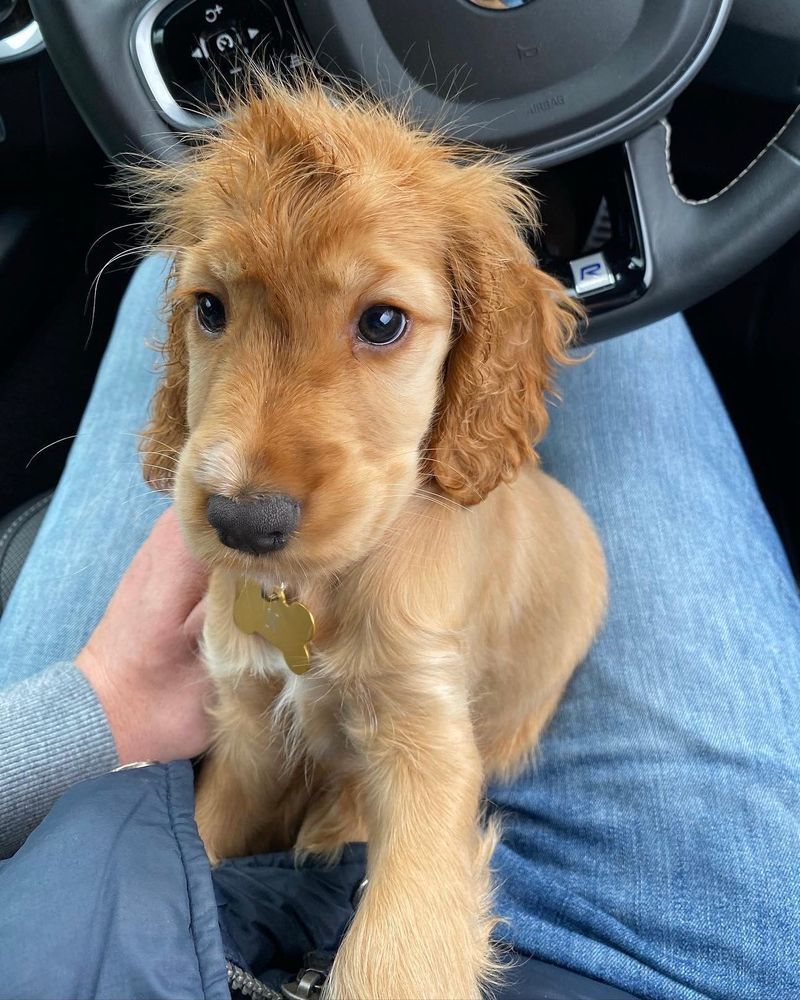 a little cocker spaniel puppy sits on a person’s lap in the driver’s seat of a parked car. the puppy’s fur is sticking up in wacky points on top of her noggin, and her ears are slightly damp, making her curls more prominent. she’s pressing one front paw into the person’s chest as if desperate for reassurance during this trying time.