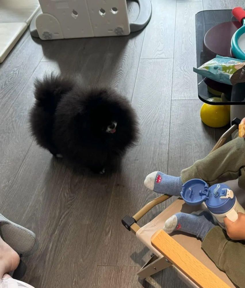 an exceedingly fluffy black dog stands expectantly on the floor and looks up at a little kid in a high chair who presumably has snacks to share. the little bit of white on the dog’s nose and their pink tongue is the only interruption in the otherwise endless sea of darkness. but at least from this angle, they have a more defined body and tiny feet, so she’s a little less “orb” and a little more “dog.”